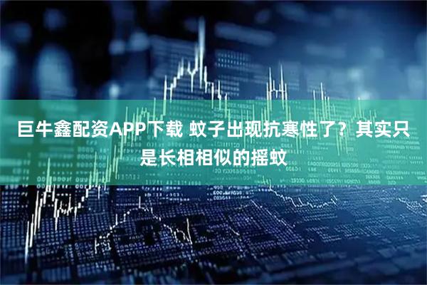 巨牛鑫配资APP下载 蚊子出现抗寒性了？其实只是长相相似的摇蚊